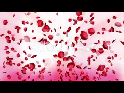 Rose Petal Falling | Videohive